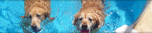 two goldens in a pool
