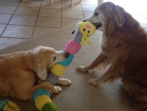 two goldens playing tug of war