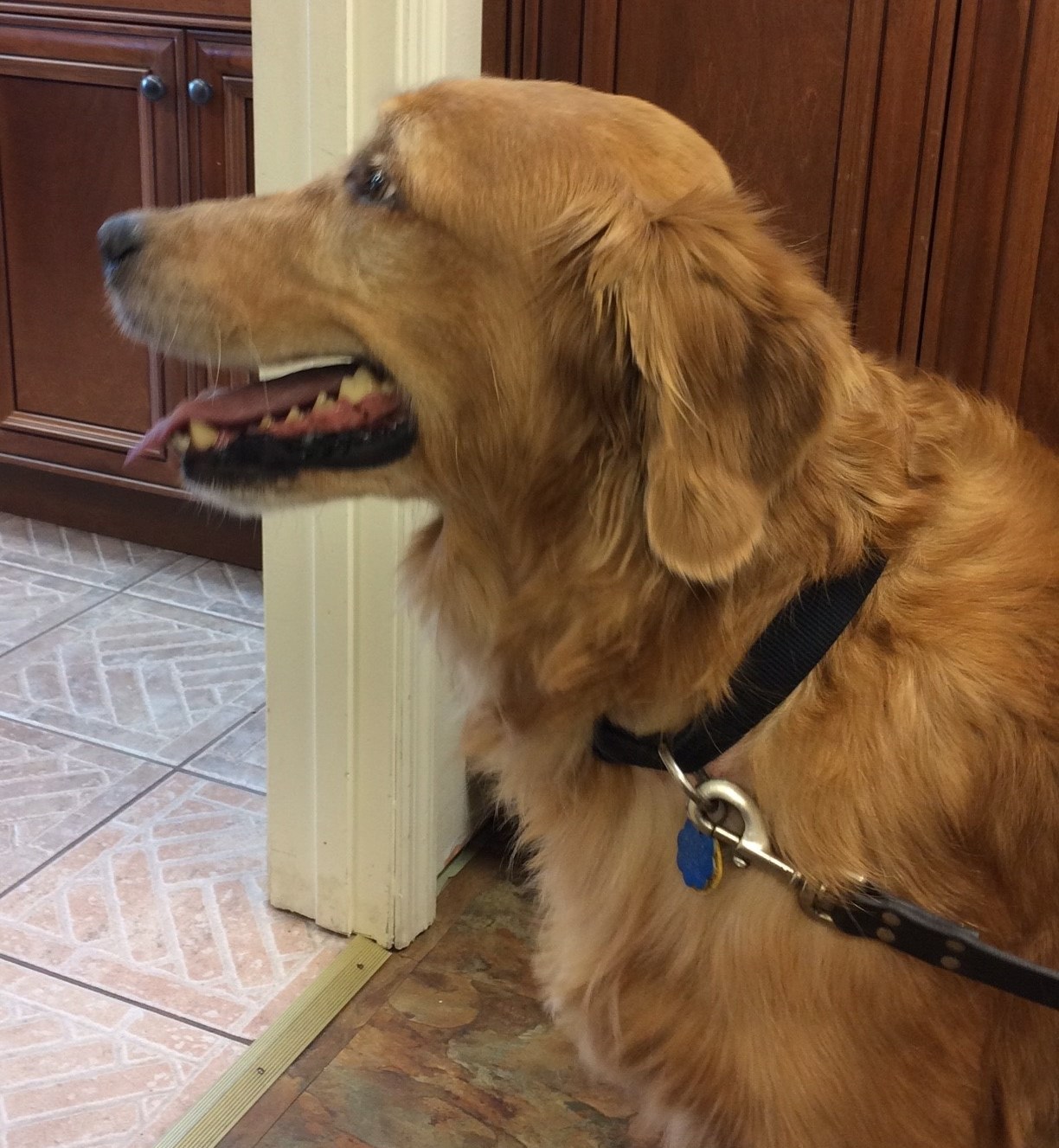 3465kingnatcfp - Golden Retriever Rescue Of Mid Florida