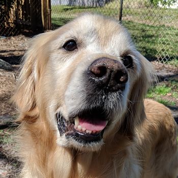 Golden Retriever Rescue of Mid-Florida, Inc.