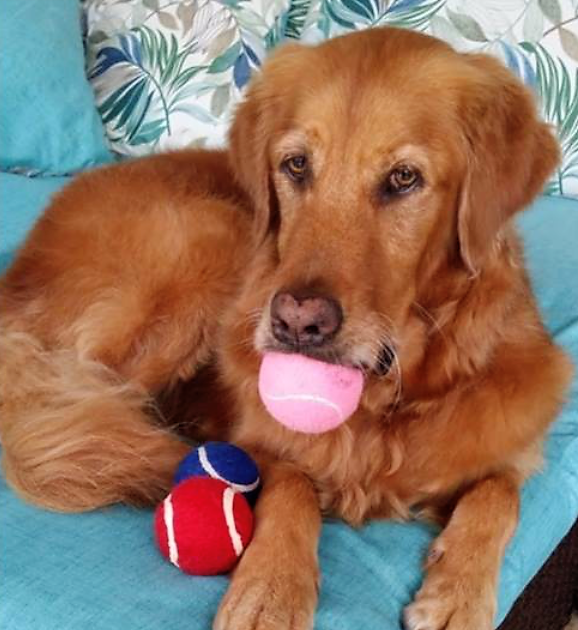 12 Days Of Christmas Day 8 Ginger Alexa Golden Retriever Rescue Of Mid Florida