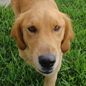 Jupiter Joelle #3955 - Golden Retriever Rescue of Mid Florida