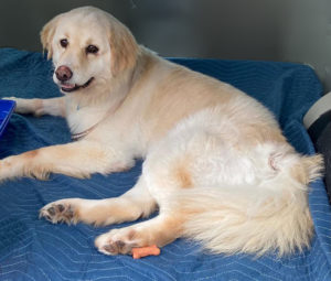 Japanese spitz x golden clearance retriever