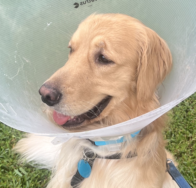 4200 Brodie Alex FP3 Golden Retriever Rescue of Mid Florida